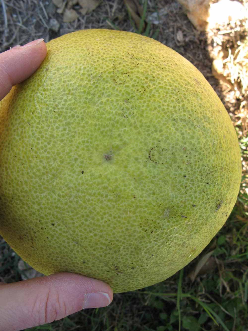                Fruit (Siamese, Winter Haven, FL)       